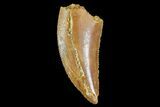 Serrated, Raptor Tooth - Morocco #72619-1